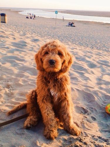 Puppy On The Beach, Cute Dog On Beach, Cute Labradoodle Puppies, Dogs Golden Doodles, Golden Labradoodle Puppy, Cute Labradoodles, Golden Doodles Puppies, Cacapoopoo Dog, Dog In Beach