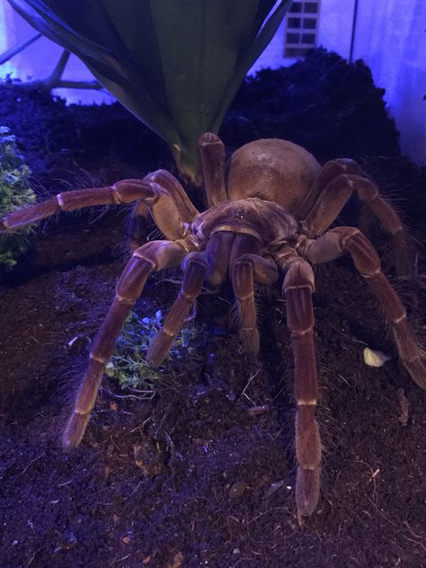 Goliath tarantula Be still my heart!  (: Goliath Bird Eater Tarantula, Big Tarantula, Goliath Spider, Goliath Tarantula, Bird Eater Tarantula, Tarantula Pet, Tarantula Enclosure, Pet Tarantula, Arachnids Spiders