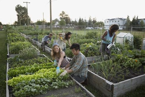 If nothing is growing in your vegetable garden, adding dolomite lime or another limestone supplement may help solve the problem. But vegetables also need other nutrients. A soil test is the best source of information as to the lime and nutrient requirements of a vegetable garden. Allotment Ideas Budget, Allotment Planner, Allotment Plan, Natural Plant Fertilizer, Allotment Ideas, Allotment Gardening, Fertilizer For Plants, Soil Testing, Sandy Soil