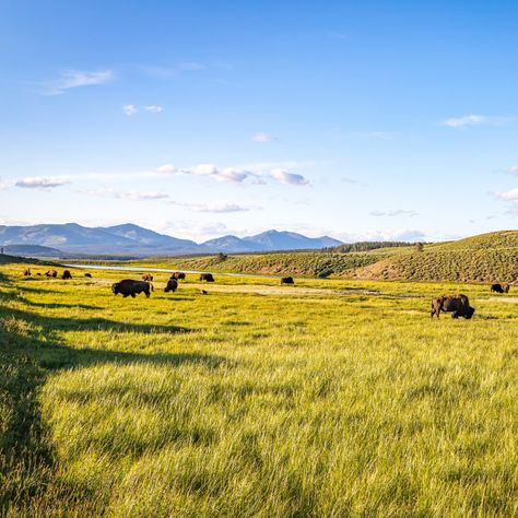 National Prairie Day promotes the appreciation and conservation of America's native prairies. Rare Species Of Animals, Prairie Aesthetic, Tallgrass Prairie National Preserve, American Countryside, Plains Landscape, Tallgrass Prairie, Canadian Prairies, Prairie House, Landscape Quilt