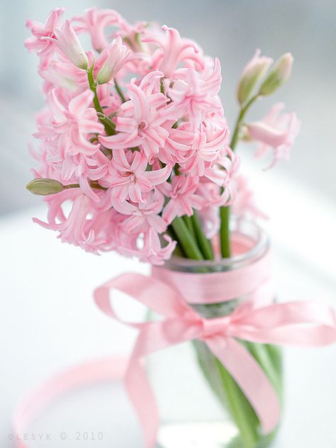 Pink Hyacinths -- and I can imagine their scent which I love -- the scent of spring. Colorful Roses, Deco Floral, Beautiful Blooms, Water Lilies, Beautiful Flower, Love Flowers, Glass Jar, The Words, Pretty Flowers