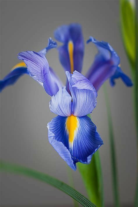 Blue Iris Flowers, Roses Purple, Tree Mushrooms, Aesthetic Purple, Painting Photography, Wonderful Flowers, Purple Iris, Iris Flowers, World Best Photos