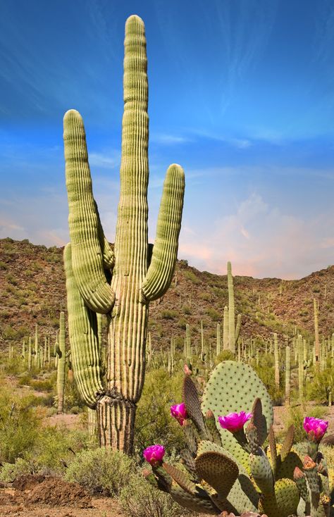 Flowers in the desert? That, and more: The Desert Botanical Garden in Phoenix, Arizona, is a true botanical oasis. Situated on 140 acres of land, of which 55 acres are under cultivation, this garden offers visitors the chance to see over 50,000 species of plants on display in outdoor exhibits. Succulents and flowers bring color to such an arid landscape. Lost Dutchman State Park, Huntsville Botanical Gardens, Atlanta Botanical Garden, Desert Botanical Garden, Desert Design, Pear Cactus, Prickly Pear Cactus, Garden Wedding Venue, Arizona Desert