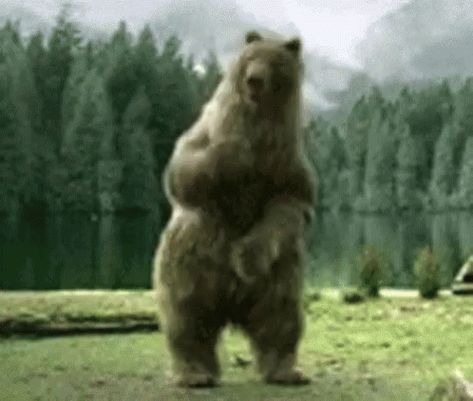 Bear Dance GIF - Bear Dance Turnt - Discover & Share GIFs George Peppard, Bear Gif, Dancing Gif, Dancing Bears, Happy Dance, Bear Art, Bear Stuffed Animal, Cool Pets, Five Nights At Freddy's