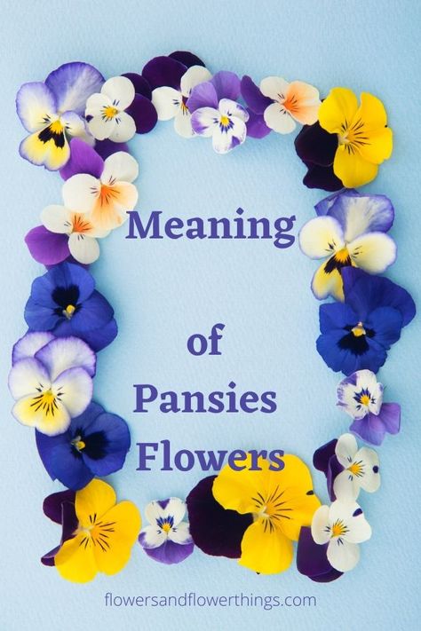 Find the meaning of pansies flowers and their symbolism. Pansies are widely grown in gardens, yards, flower beds as well as containers. They are some of the easiest flowers to grow even for people who are just beginning to grow flowers and plants. Many gardeners love them because of their charm and versatility. The blooms […] The post Meaning of Pansies Flowers Symbolism appeared first on . Pansy Table Centerpieces, Pansy Flowers Meaning, Pansy Wallpaper Iphone, Pictures Of Pansies, Pansy Flower Arrangements, Pansy Pots Ideas, Pansys In Pots, Pansy Garden Ideas, Watercolor Pansy Tattoo