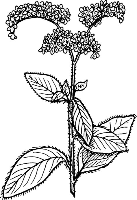 Heliotrope - Openclipart Heliotrope Flower Drawing, Heliotrope Drawing, Heliotrope Flower Tattoo, Heliotrope Tattoo, Heliotrope Flower, Drawing Embroidery, Flower Paint, English Project, English Projects