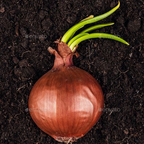 Fresh Sprouts Of Green Onions by garloon. Onion with fresh sprouts on the soil #AD #Green, #Onions, #Fresh, #Sprouts How To Plant Onions, Plant Onions, Planting Onion Sets, Harvest Onions, Garden Renovation Ideas, Grow Onions, Indoor Gardening Supplies, Tears Of Happiness, Growing Onions