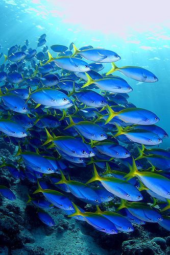 💙beautiful💙pretty blue💙💛💙💛💙💛💙💛💙💛💙💛 Fauna Marina, Life Under The Sea, Under The Water, Beneath The Sea, School Of Fish, Under The Ocean, Beautiful Sea Creatures, Water Animals, Underwater Creatures