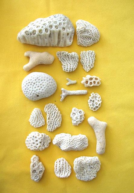 Natural coral Organic Pottery, Citizen Of The World, She Sells Seashells, Different Cultures, Nature Collection, Beach Crafts, Seashell Crafts, Make Friends, Shell Art