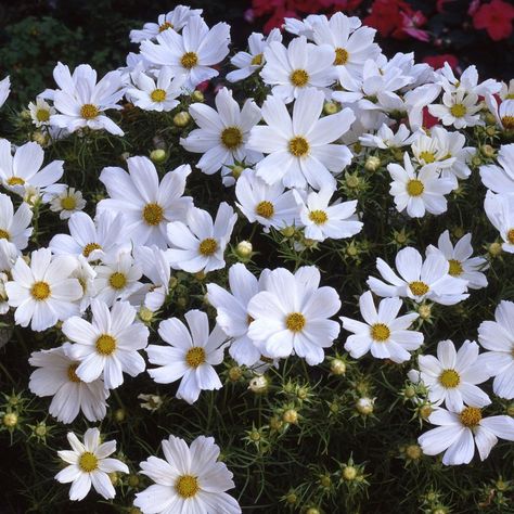 Cosmos Purity, Chocolate Cosmos Flower, Bird Habitat, Cosmos Bipinnatus, Verbena Bonariensis, Late Summer Flowers, Chocolate Cosmos, Cosmos Flowers, Cut Flower Garden