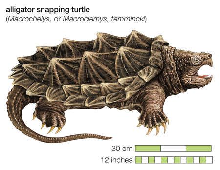 Alligator snapping turtle (Macrochelys temminckii) Common Snapping Turtle, Turtle Sketch, Alligator Snapping Turtle, Freshwater Turtles, Snapping Turtle, Mythical Creatures Fantasy, Eastern Canada, Tortoise Turtle, Human Anatomy Drawing