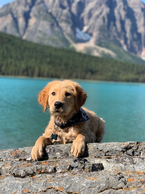 Canadian Golden Retriever, Yoga Photos, Golden Retriever Puppy, Retriever Puppy, Rocky Mountains, Rocky, Golden Retriever, Road Trip, Cute Animals