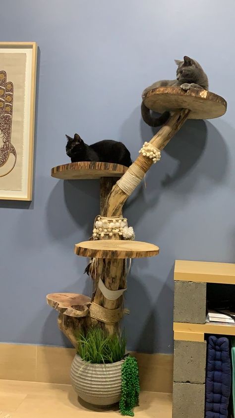 Cat Condo Diy, Ideas Recibidor, Floating Cat Shelves, Katt Grejer, Cat Patio, Cat Tree House, Diy Cat Tree, Cat House Diy, Cats Diy Projects