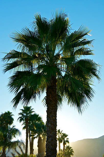 California Fan Palm (Washingtonia filifera) (Desert Fan Palm) is the only palm native to the western United States. It is a sturdy palm with a massive brown-grey trunk about 1m wide and a large open crown of fan-shaped leaves. It can grow to a height of 18m-22m. Western United States, Fan Palm, Landscape Architecture Design, Tree Forest, Plant Design, California Travel, Tropical Plants, Landscape Architecture, Palm Trees