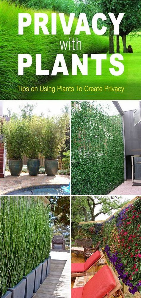 Privacy With Plants, Backyard Privacy Screen, Yard Privacy, Fence Plants, Privacy Trees, Peony Garden, Privacy Plants, Garden Interior, Garden Pallet