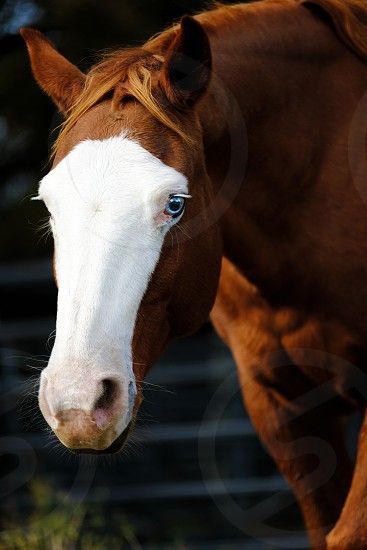 Bald Face Horse, Bald Face, American Icons, Thoroughbred, Wild Horses, Mustang, Saddle, Dark Brown, Pie