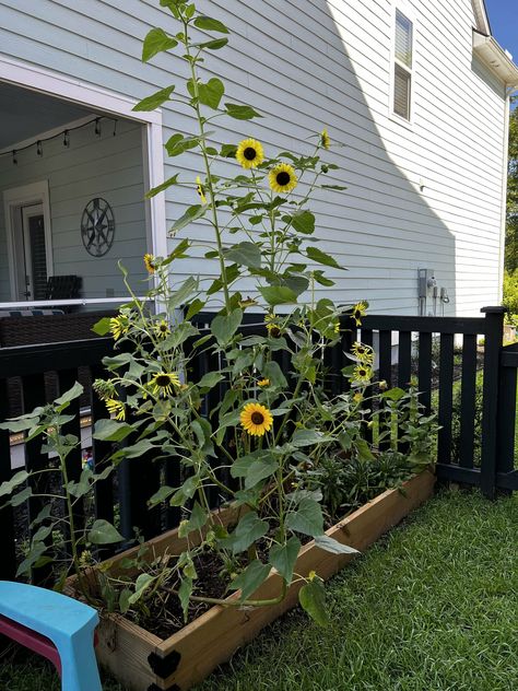 Sunflower Beds Garden, Sunflower Garden Bed, Sunflower Garden Ideas Flower Beds, Where To Plant Sunflowers, Sunflower Trellis, Sunflower Garden Ideas, Sunflower Bed, Flower Beds Diy, Sunflowers Growing