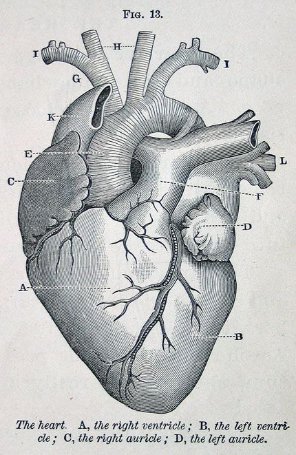 Anatomical Heart Illustration Medical, Vintage Heart Illustration, Atomically Correct Heart, Heart Diagram Drawing, Anatomy Of A Heart, Vintage Science Illustration, Vintage Anatomy Illustration, Heart Anatomy Drawing, Anatomy Illustration Art