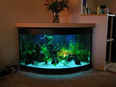 Home Fish Tank Ideas, Fish Tank Bar, Corner Aquarium, Home Fish Tank, Fish Tank Ideas, Spiritual Center, Amazing Aquariums, Basement Garage, Cool Fish Tanks