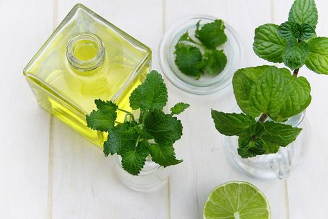 Peppermint Oil Benefits, Essential Oils For Breathing, Essential Oil For Men, Top Essential Oils, Best Essential Oils, Lemon Balm, Infused Water, Peppermint Essential Oil, Essential Oil Recipes