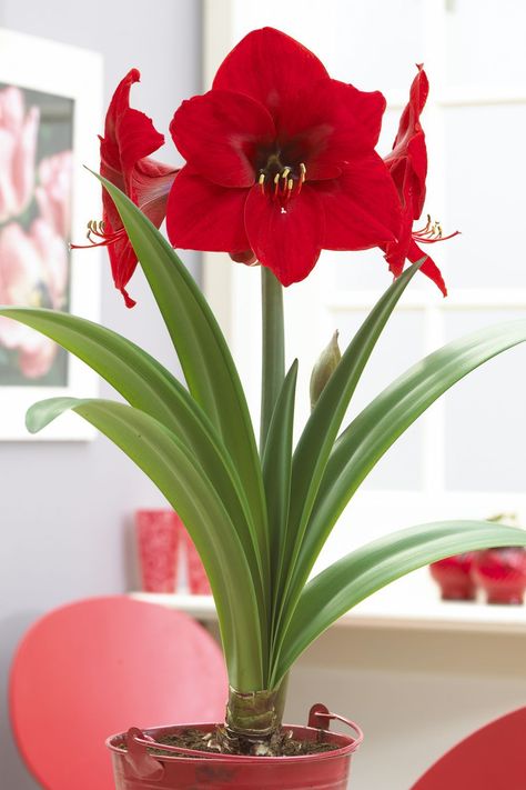 Amaryllis | Winter Flower Garden Indoors: Blooming Plants to Grow In the House during Cold Weather Months | FarmFoodFamily.com #wintergarden #houseplants #indoorgardening #indoorgarden #farmfoodfamily Winter Flowers Garden, High Country Gardens, Red Amaryllis, American Meadows, Amaryllis Flowers, Amaryllis Bulbs, Garden Shrubs, Red Lion, Blooming Plants