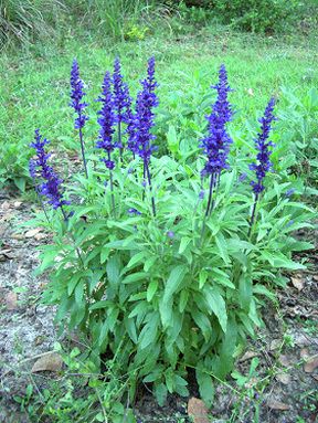 low purple flowering plant - Google Search List Of Lists, Purple Flowering Plants, Easy Perennials, Container Garden Design, Low Maintenance Landscaping, Low Maintenance Garden, Summer Plants, Flower Landscape, Drought Tolerant Plants