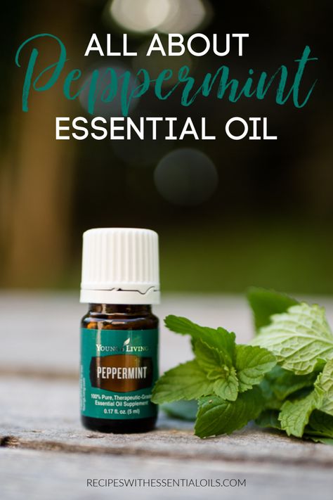 Peppermint Essential Oil Young Living, Peppermint Essential Oil Uses, Young Living Peppermint, Kill Roaches, Peppermint Recipes, Peppermint Plants, Essential Oil Extraction, Making Essential Oils, Yl Oils