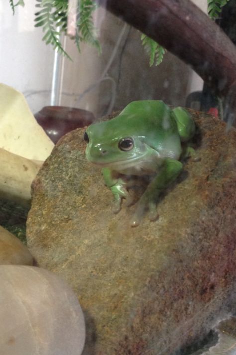 Australian green tree frog Australian Green Tree Frog, Weird Reptiles, Australian Tree Frog, Crocodile Species, Frog Photos, Australian Trees, Green Tree Frog, Frog Gifts, Salamanders