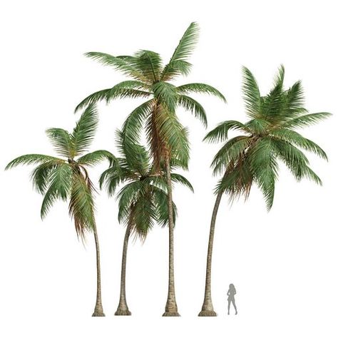 Tree Family, 3d Tree, Cocos Nucifera, Coconut Palm, Coconut Tree, The Fruit, The Palm, Flower Drawing, Palm Tree