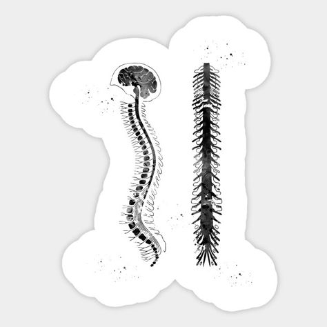 Brain Png Aesthetic, Brain Labeled Diagram Aesthetic, Brain And Spinal Cord Drawing, Neurology Stickers, Nervous System Stickers, Brain Sticker, Spinal Cord, Aesthetic Stickers, Sticker Design