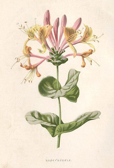 Honeysuckle Tattoo, Honeysuckle Plant, Honeysuckle Flower, Flower Art Print, Flower Prints Art, Botanical Drawings, Plant Illustration, Botanical Flowers, Antique Prints