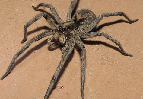 Silver-haired Carolina Wolf Spider - It's the size of a person's hand! How would you like to wake-up and have that on your pillow? Common Spiders, Spider Pictures, Wolf Spider, Creepy Crawlies, Arachnids, Reptiles And Amphibians, Spiders, Writing Inspiration, Beautiful Creatures