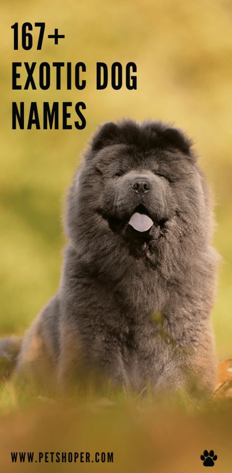 exotic dog names Male Dogs Names Unique, Best Dog Names Boys, Unique Animal Names, Cute Pet Names Animals, Male Dog Names Unique With Meaning, Names For Dogs Boys, Make Dog Names, Cute Dog Names Male, Unique Puppy Names Male