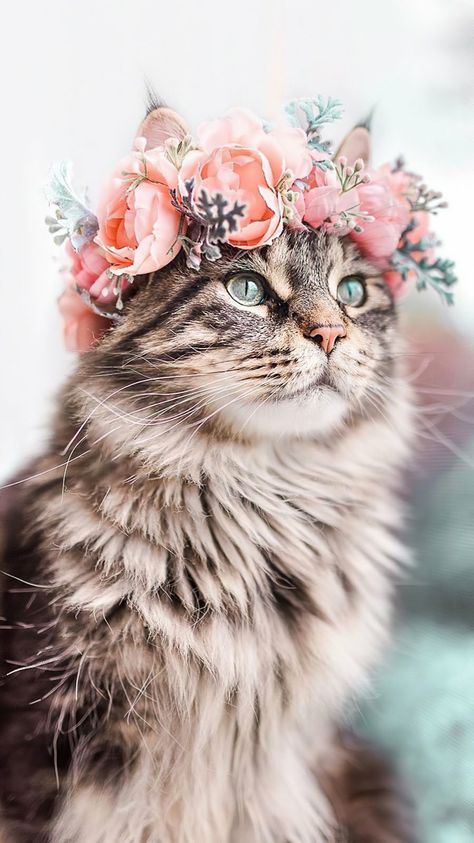 Flower Crown, A Cat, Crown, Instagram