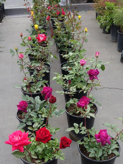 Advice On What To Look For When You Buy Rose Bushes Fragrant Rose Bushes, Rose Bushes In Containers, When To Plant Rose Bushes, Potted Rose Bush, Rose Bush Landscape Ideas, Types Of Rose Bushes, Planting Rose Bushes, Rose Bushes Landscape Front Yards, Rose Bushes Landscape