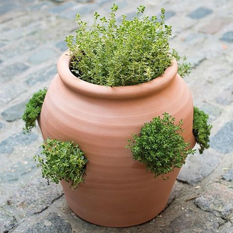 Terracotta Herb Pots, Strawberry Pot, Bulb Planting Tools, Herb Garden Pots, Strawberry Pots, Orchid Pot, Wildlife Gardening, Herb Pots, Terracotta Planter