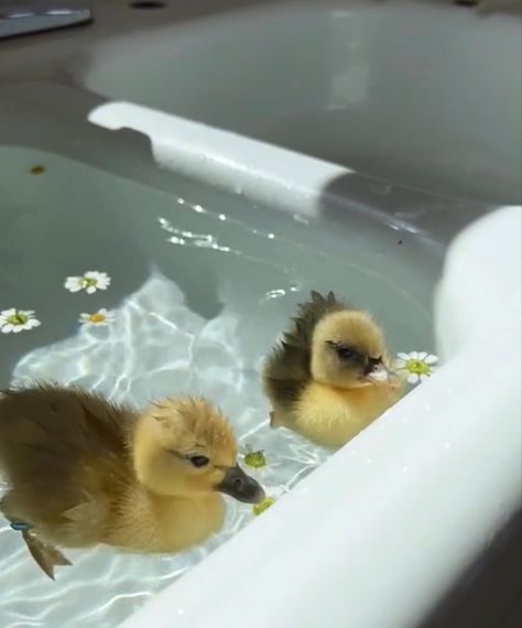 Duck In Water, Pet Ducks, Cute Ducklings, Funny Duck, Cute Small Animals, Baby Ducks, Happy Vibes, Cute Wild Animals, Cute Animal Photos