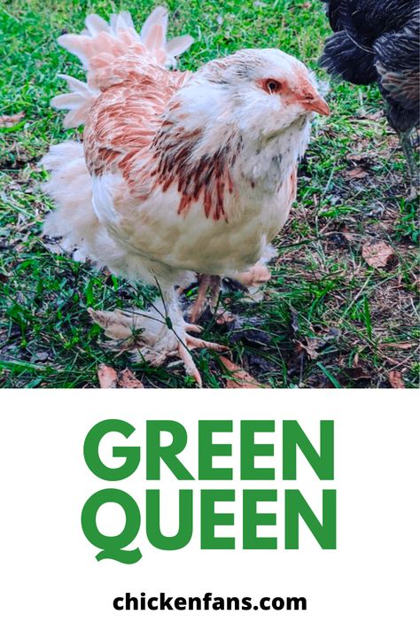 Green Egg Laying Chickens, Green Queen Chicken, Starlight Green Egger Chicken, Chicken Egg Colors, Easter Egger Chicken, Live Chicken, Meat Birds, Easter Eggers, Egg Laying Chickens