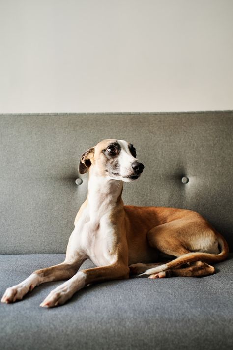 Free Puppy Image on Unsplash Greyhound Photography, Drawing Dynamic Poses, Brown And White Dog, Free Puppies, Puppy Images, Dog Poses, Dog Sketch, Grey Hound Dog, Puppy Photos