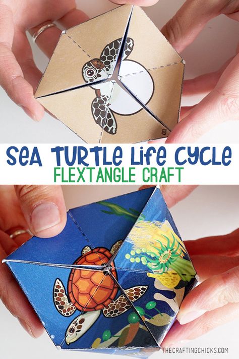 Sea Turtle Life Cycle Flextangle Craft Printable | A fun and educational printable kids craft. #lifecycle #science #printable #kidcraft Diy Sea Turtle Crafts, Life Cycle Project, Sea Turtle Craft, Sea Turtle Life Cycle, Turtle Life Cycle, Turtle Activities, Turtle Craft, Turtle Theme, 3d Templates