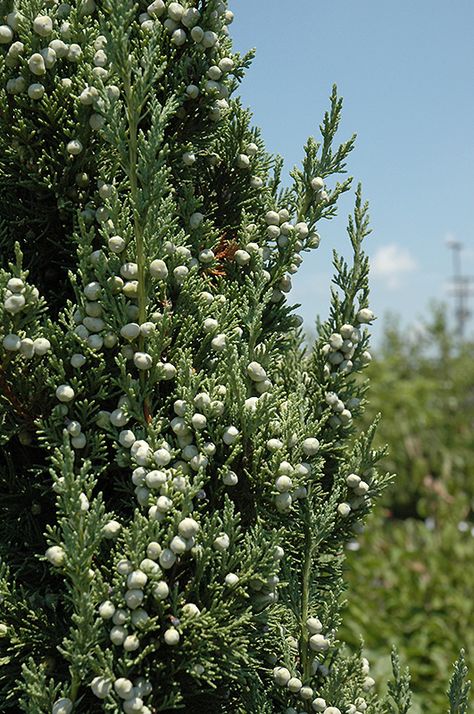 Click to view a full-size photo of Trautman Juniper (Juniperus chinensis 'Trautman') at Oakland Nurseries Inc Trautman Juniper, Hollywood Juniper, Pallet Bars, Juniperus Chinensis, Wood Pallet Planters, Front Yard Plants, Yard Plants, Low Maintenance Shrubs, Pallet Wine