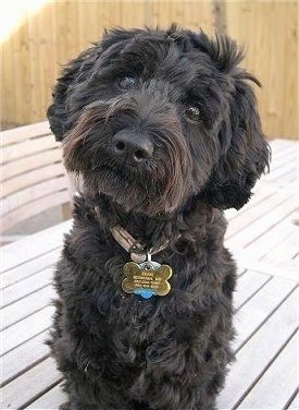 Poodle Cross Breeds, Schnoodle Puppy, Schnoodle Dog, Dog Breeds Pictures, Schnauzer Mix, Miniature Schnauzer Puppies, Mini Poodles, 강아지 그림, Schnauzer Puppy