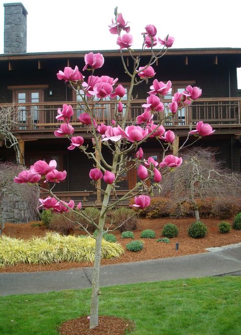 Magnificent 12-inch, highly fragrant hot pink flowers on Felix Jury Magnolia add exceptional beauty to the early spring landscape. Smaller stature is perfect as a specimen for small gardens or to accent large plantings. Attractive light green foliage on an upright pyramidal form. Thrives in all but the coldest climates. Deciduous. Zones 5-9 Japanese Magnolia Tree, Pacific Northwest Garden, Japanese Magnolia, Monrovia Plants, Plant Catalogs, Specimen Trees, Magnolia Trees, Side Garden, Spring Landscape