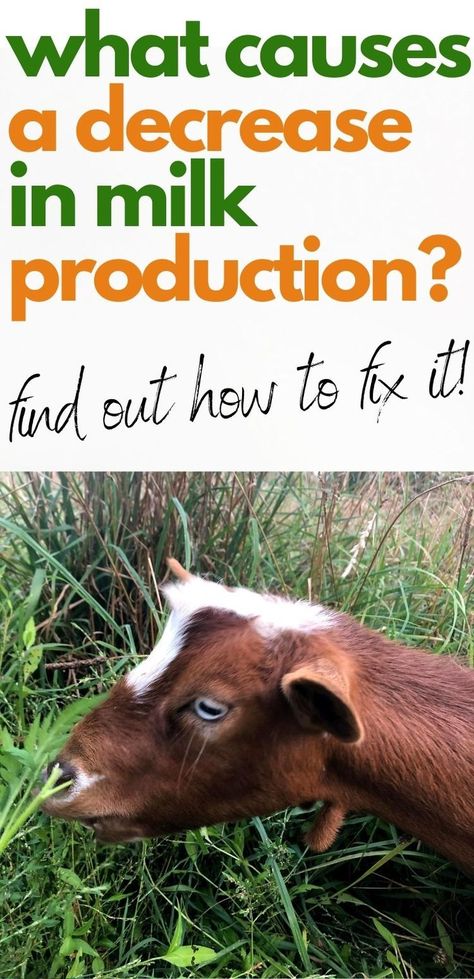 Goats For Beginners, Milking Goats, Goat Feeder, Goat Toys, Milk Processing, Goat Milking, Goat House, Goat Care, Goat Kidding