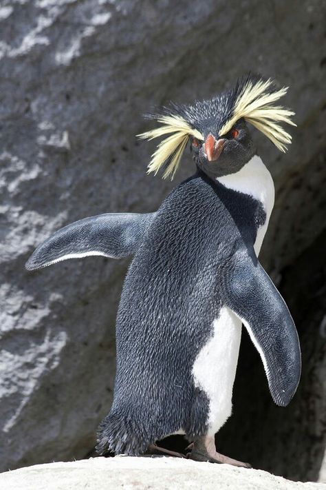 Rockhopper Penguin, Penguin Love, Flightless Bird, Animal Photos, Cute Penguins, 귀여운 동물, Love Birds, Sea Creatures, Beautiful Creatures