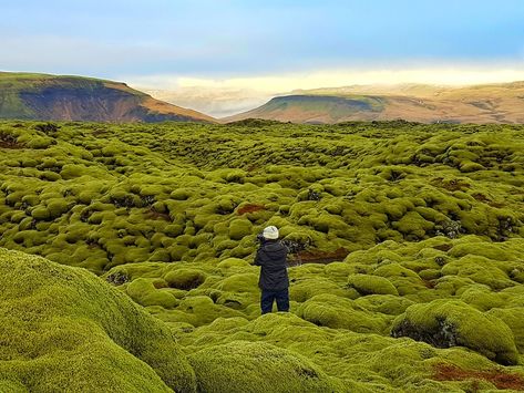 Growing atop some of Iceland's oldest lava fields, you'll find great expanses of squishy green moss. The thickness of the moss gives a clue to how old the lava field is (moss grows very slowly, so moss that's a few inches thick is probably hundreds of years old). The most well-known mossy lava field is the Eldhraun lava field, formed during an eruption in the late 1700s. . #visiticeland #travelbucketlist #vacationideas #honeymoonplanning #vacationplanning #iceland #eldhraunlavafield #JETTravel Lava Field, Iceland Ring Road, Iceland Itinerary, Visit Iceland, Vacation Photos, Iceland Travel, Service Trip, Group Travel, How Old