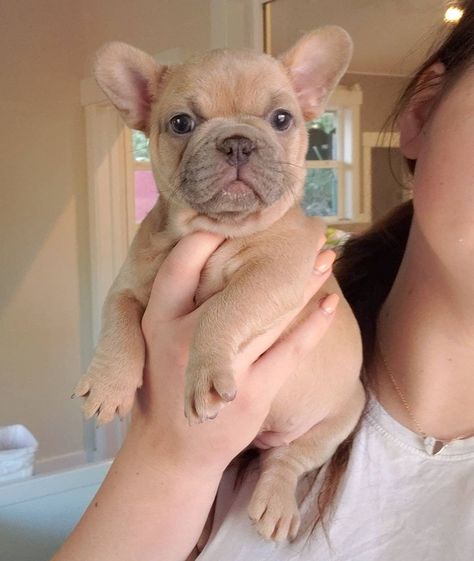 Baby Frenchie, French Bulldog For Sale, Puppies For Adoption, Real Estate Rentals, Bulldog Puppies For Sale, Frenchie Bulldog, English Bulldog Puppies, French Bulldog Puppy