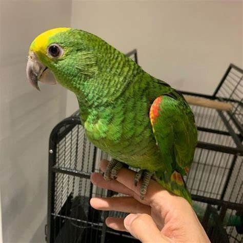 "Yellow-Naped Amazon Parrot" Birds For Sale | California 1, CA #394284 Rough Collie Puppy, Amazon Parrots, Bird Breeds, Birds For Sale, Amazon Parrot, Collie Puppies, Big Sur California, English Mastiff, Rough Collie