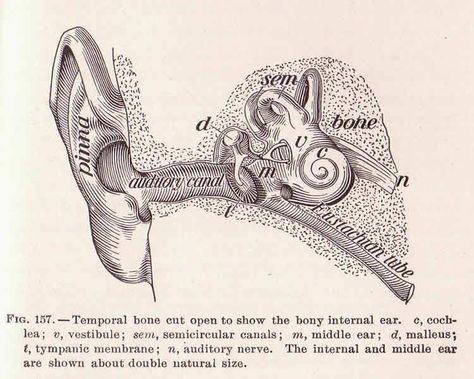 Image shows a diagram of an ear. Ear Wax Buildup, Ear Anatomy, Ear Ache, Good Listener, Loud Noises, Hearing Loss, Neuroscience, Data Visualization, Marriage Advice