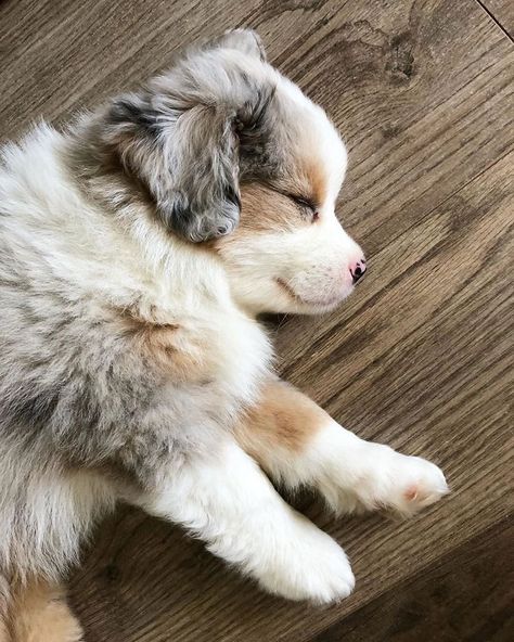 American Shepherd, Cute Dogs Images, Very Cute Puppies, Aussie Puppies, Really Cute Puppies, Australian Shepherd Puppies, Cute Dog Photos, Cute Animals Puppies, Very Cute Dogs